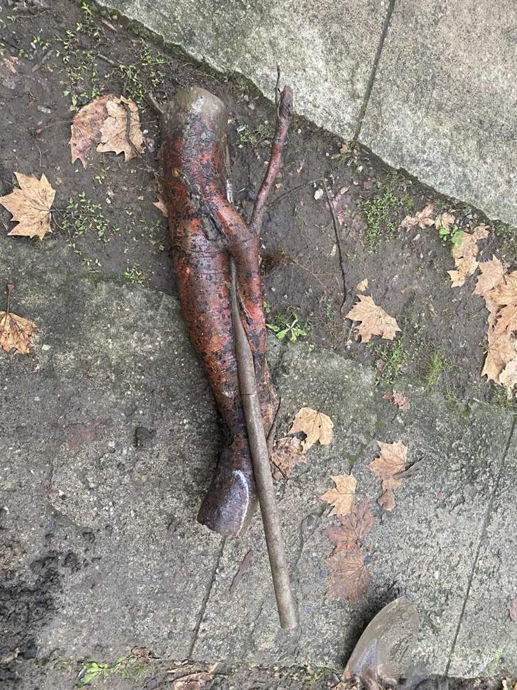 An old pipe dug up with tree roots wrapped through it